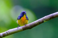 Tabin Wildlife Reserve